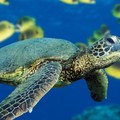 Create Listing: SCUBA Shore Dive at Sea Turtle Cove