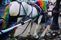 Create Listing: New York City Horse-Drawn Carriage Rides