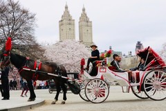 Create Listing: Standard Central Park Horse Carriage Ride