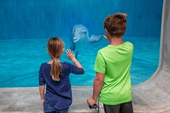 Create Listing: Clearwater Beach Marine Aquarium Adventure with Lunch