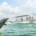 Create Listing: Dolphin Tours - 2 hours • We Guarantee You Will See Dolphins