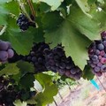 Create Listing: Through the Vines - Day trip Ages 21+ • 2 person minimum