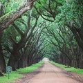 Create Listing: Whitney Plantation Audio Tour - 5.5hrs