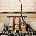 Create Listing: American Museum of Natural History Guided Tour - Private