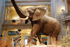 Create Listing: Smithsonian National Museum of Natural History Tour - Priv