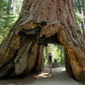 Create Listing: Yosemite 3 Day Tour - No Accommodation included