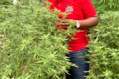 Create Listing: Weed Farm - Marijuana Plantation Tours