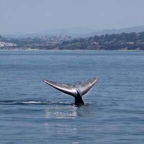 San Diego Whale Watch